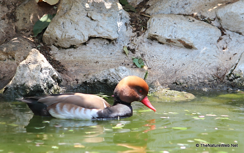 Red-crested Pochard